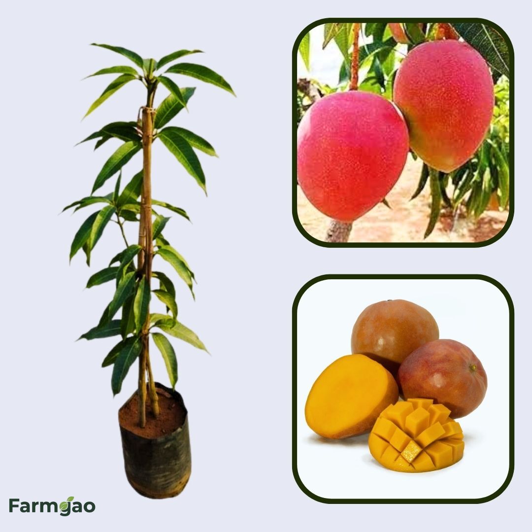 Hatcher Mango Aam Grafted Healthy Fruit Plant