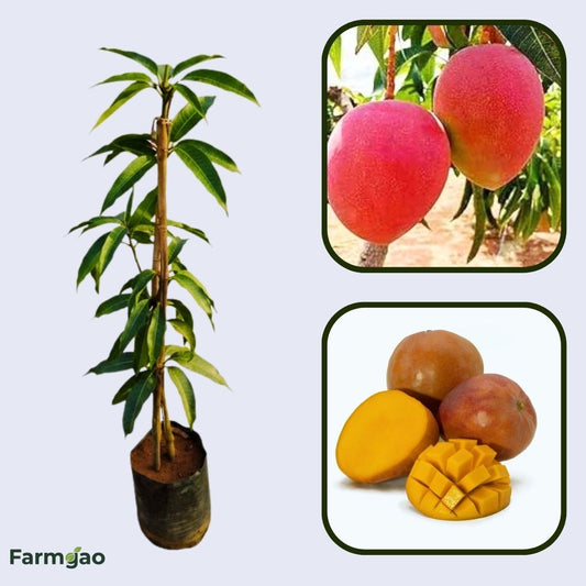 Hatcher Mango Aam Grafted Healthy Fruit Plant