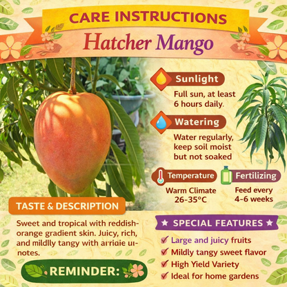 Hatcher Mango Aam Grafted Healthy Fruit Plant