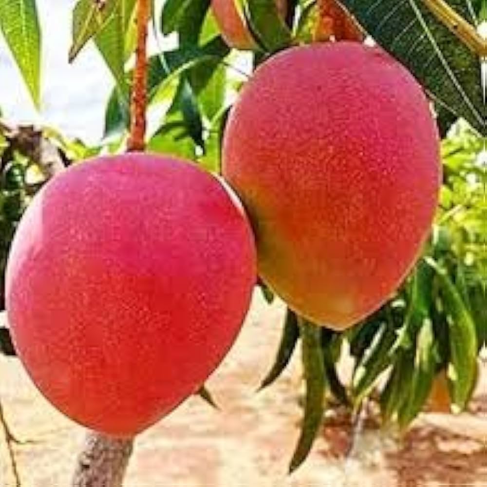 Hatcher Mango Aam Grafted Healthy Fruit Plant