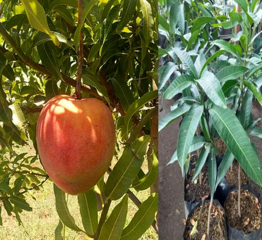 Hatcher Mango Aam Grafted Healthy Fruit Plant