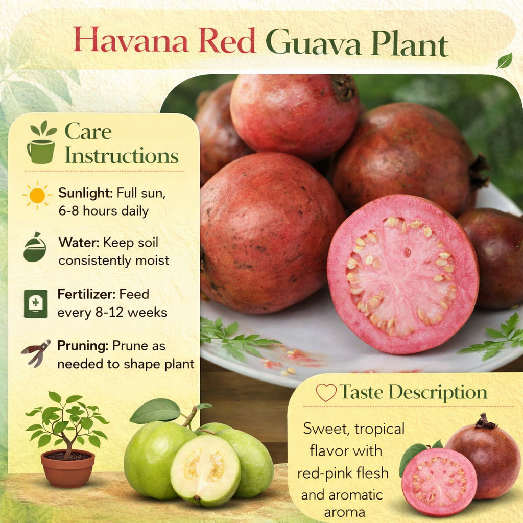 Havana Red Guava Air Layered Healthy Fruit Plant