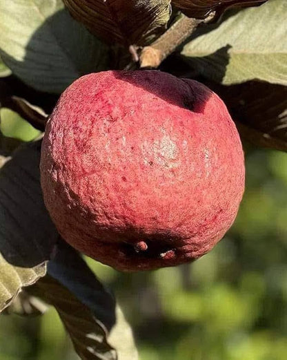 Havana Red Guava Air Layered Healthy Fruit Plant