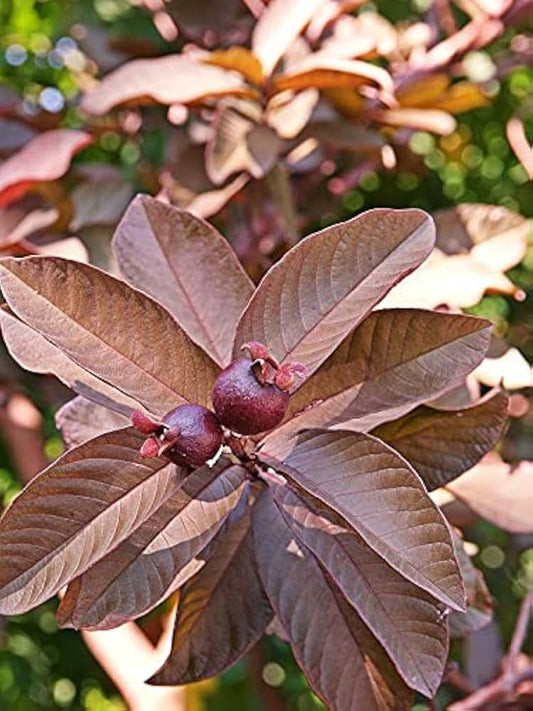 Havana Red Guava Air Layered Healthy Fruit Plant