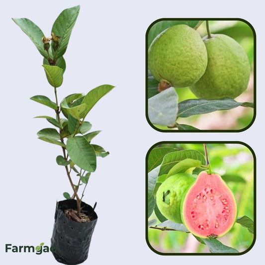 Hawaiian Pink Guava Air Layered Healthy Fruit Plant
