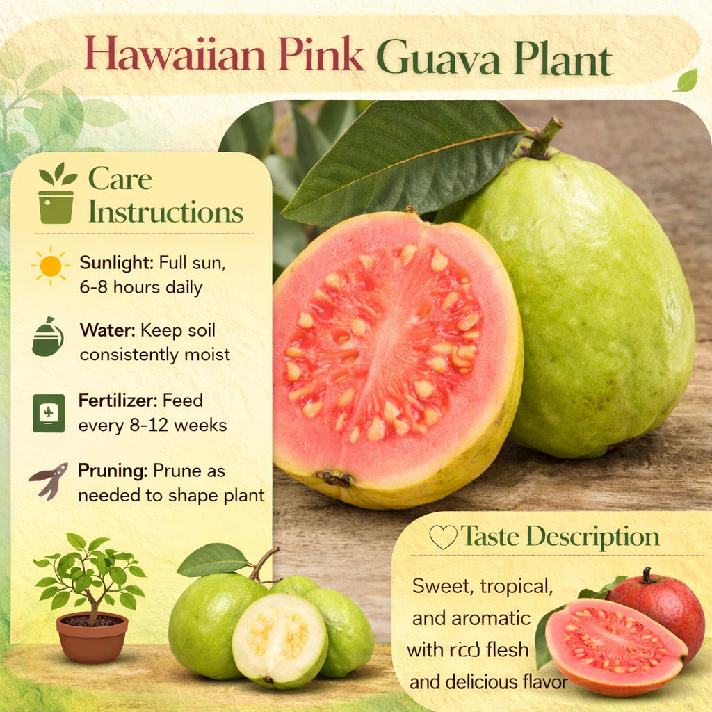 Hawaiian Pink Guava Air Layered Healthy Fruit Plant