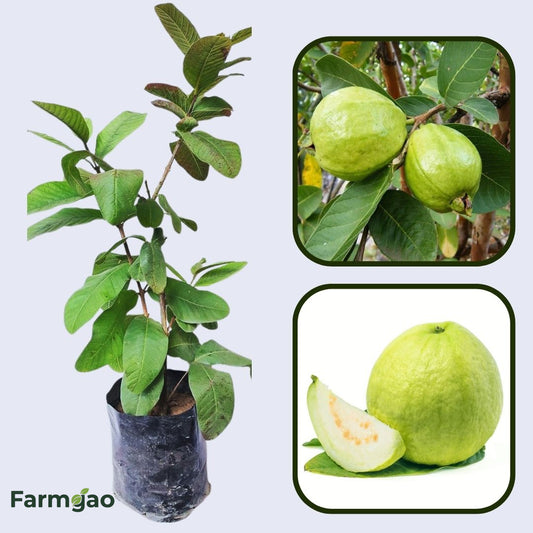 Hawaiian White Guava Air Layered Healthy Fruit Plant