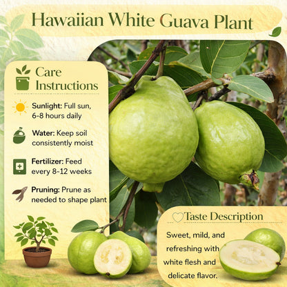 Hawaiian White Guava Air Layered Healthy Fruit Plant