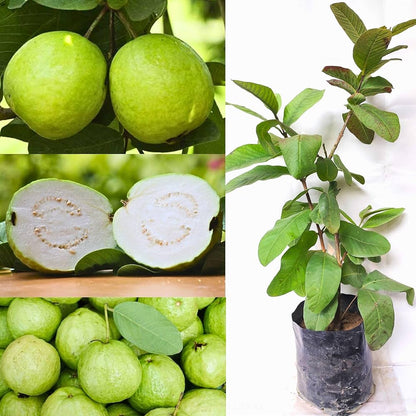 Hawaiian White Guava Air Layered Healthy Fruit Plant
