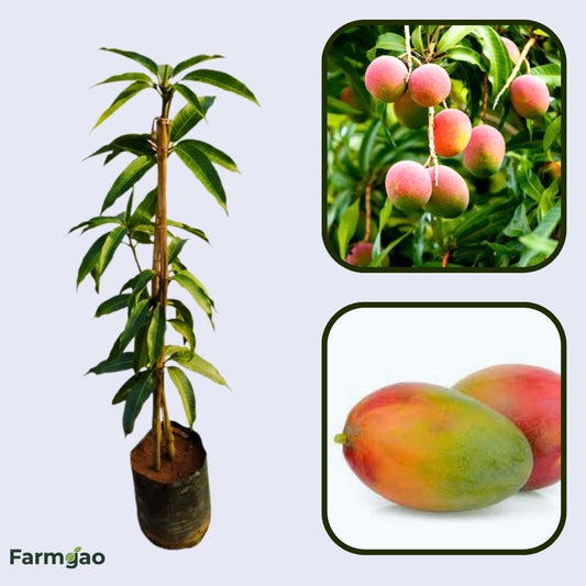 Heidi Mango Aam Grafted Healthy Fruit Plant