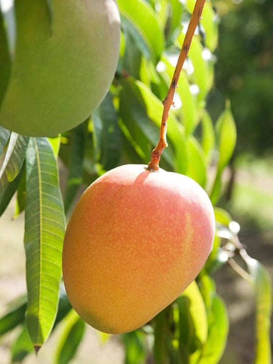 Heidi Mango Aam Grafted Healthy Fruit Plant