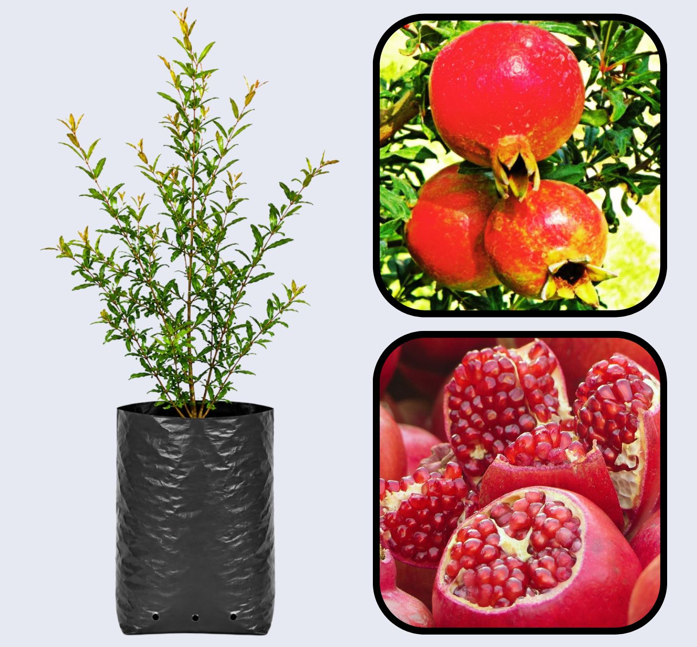 Hicaz Pomegranate Grafted Fruit Plant – High Yielding Sweet Juicy Anar Tree Variety