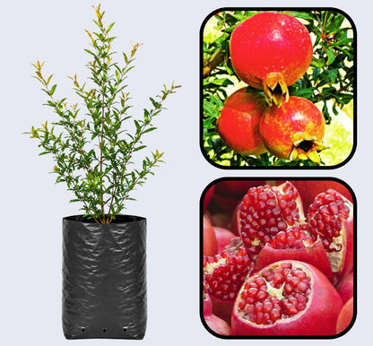 Hicaz Pomegranate Grafted Fruit Plant – High Yielding Sweet Juicy Anar Tree Variety