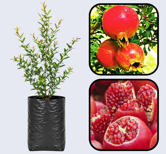Hicaz Pomegranate Grafted Fruit Plant – High Yielding Sweet Juicy Anar Tree Variety