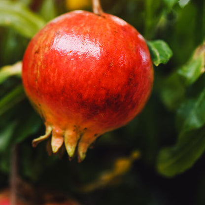 Hicaz Pomegranate Grafted Fruit Plant – High Yielding Sweet Juicy Anar Tree Variety