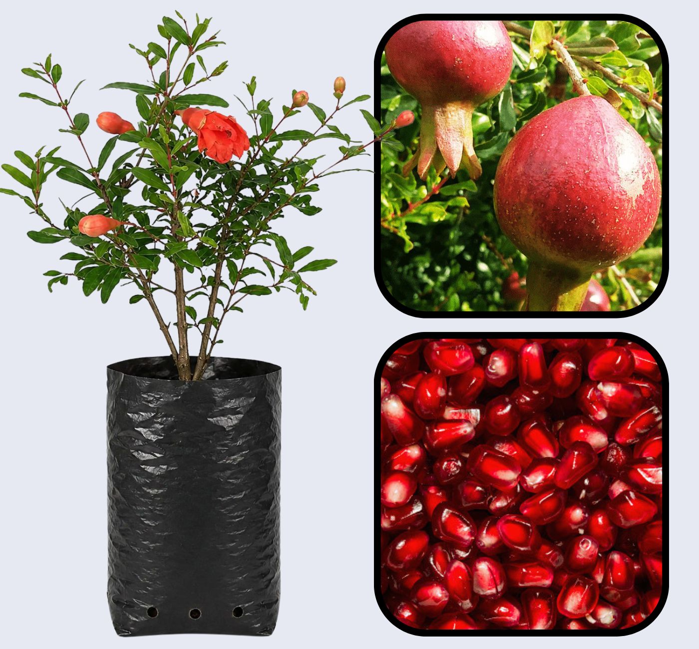 Hicaznar Pomegranate Grafted Fruit Plant – High Yielding Sweet Juicy Anar Tree Variety