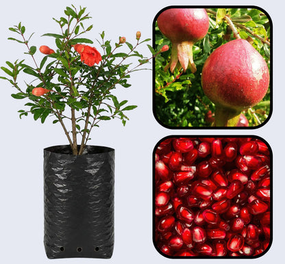 Hicaznar Pomegranate Grafted Fruit Plant – High Yielding Sweet Juicy Anar Tree Variety