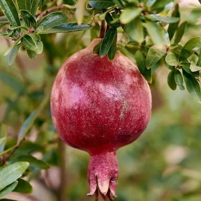 Hicaznar Pomegranate Grafted Fruit Plant – High Yielding Sweet Juicy Anar Tree Variety