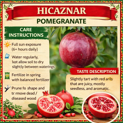 Hicaz Pomegranate Grafted Fruit Plant – High Yielding Sweet Juicy Anar Tree Variety