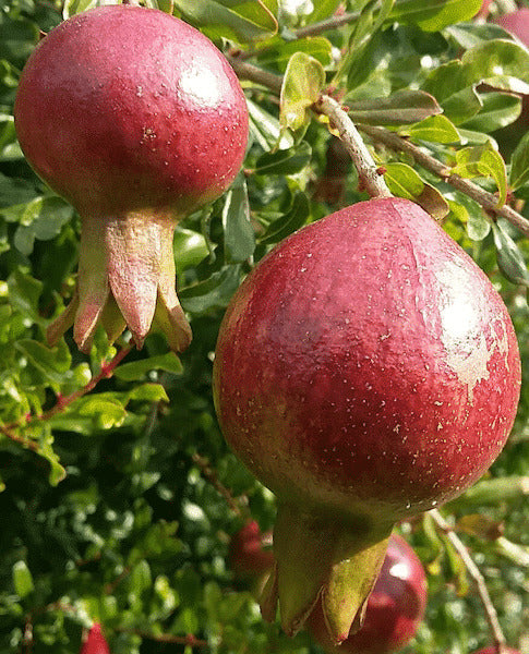 Hicaznar Pomegranate Grafted Fruit Plant – High Yielding Sweet Juicy Anar Tree Variety