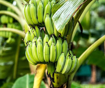 Hill Banana Healthy Sweet Tissue Cultured Fruit Plant