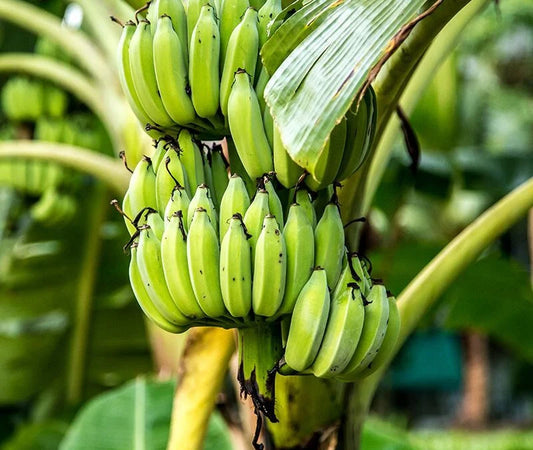 Hill Banana Healthy Sweet Tissue Cultured Fruit Plant