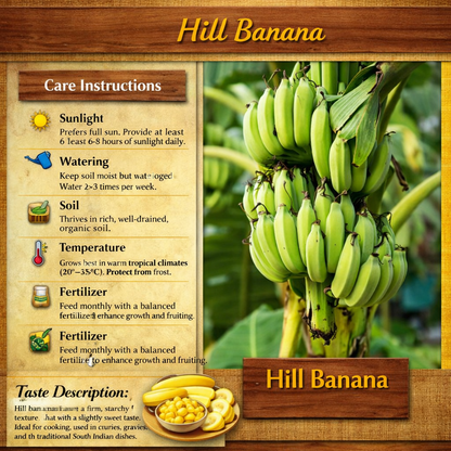 Hill Banana Healthy Sweet Tissue Cultured Fruit Plant