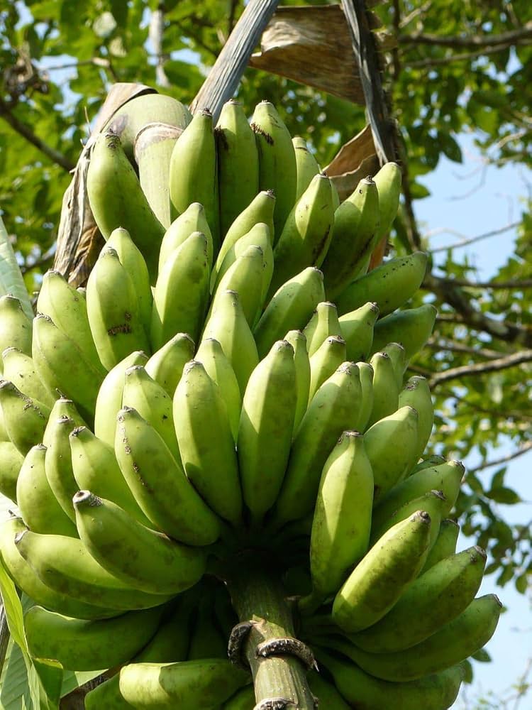Hill Banana Healthy Sweet Tissue Cultured Fruit Plant