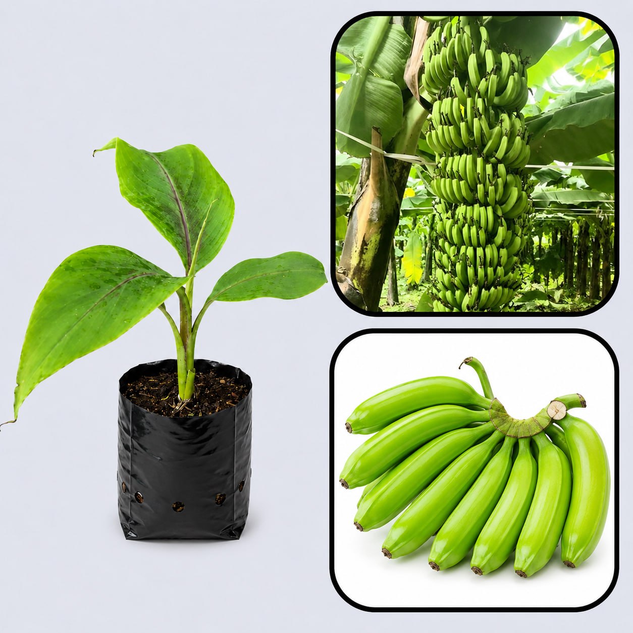 Hill Banana (Virupakshi) Healthy Sweet Tissue Cultured Fruit Plant