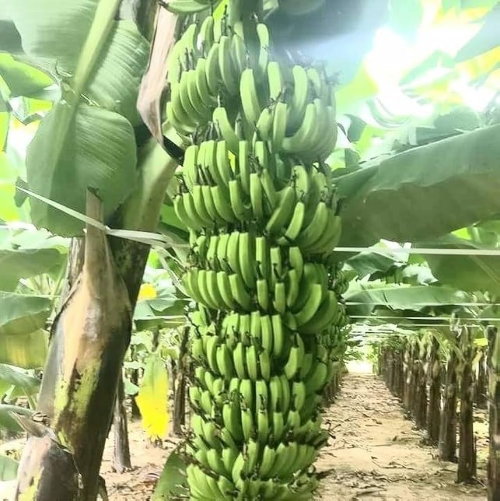 Hill Banana (Virupakshi) Healthy Sweet Tissue Cultured Fruit Plant