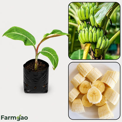 Hill Banana Healthy Sweet Tissue Cultured Fruit Plant