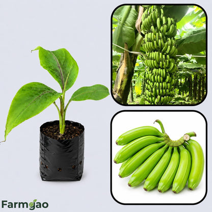 Hill Banana (Virupakshi) Healthy Sweet Tissue Cultured Fruit Plant