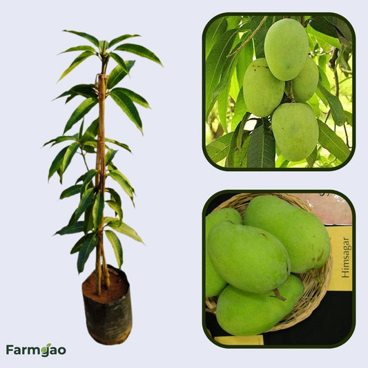 Himsagar Mango Aam Grafted Healthy Fruit Plant