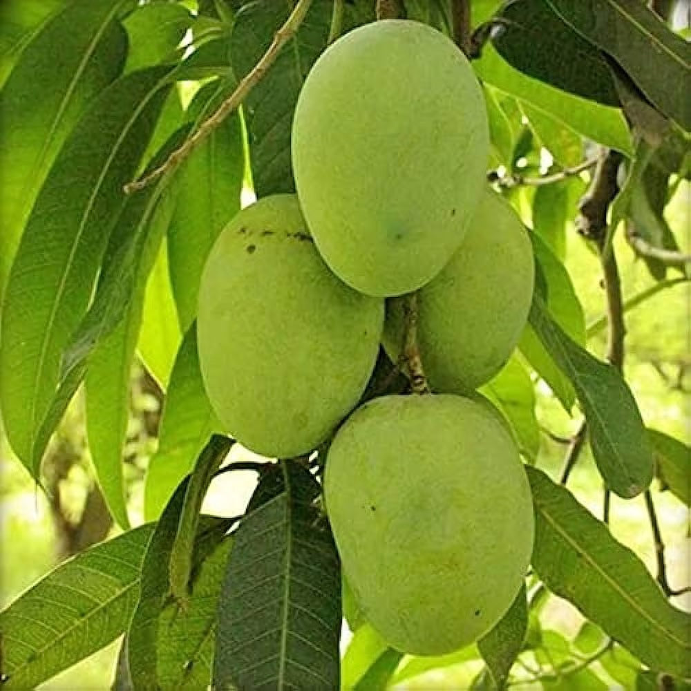 Himsagar Mango Aam Grafted Healthy Fruit Plant