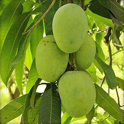 Himsagar Mango Aam Grafted Healthy Fruit Plant