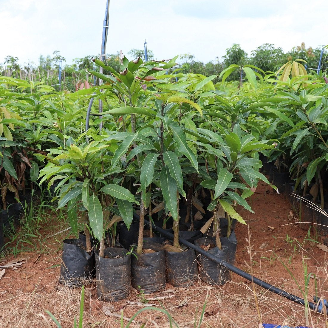 Himsagar Mango Aam Grafted Healthy Fruit Plant