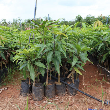 Himsagar Mango Aam Grafted Healthy Fruit Plant