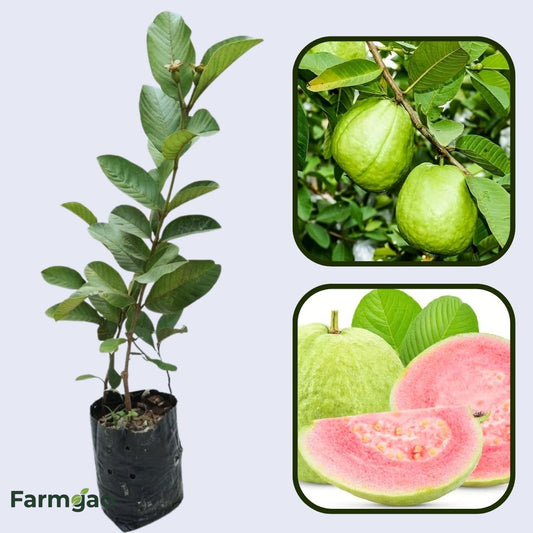 Hisar Pink Guava Air Layered Healthy Fruit Plant