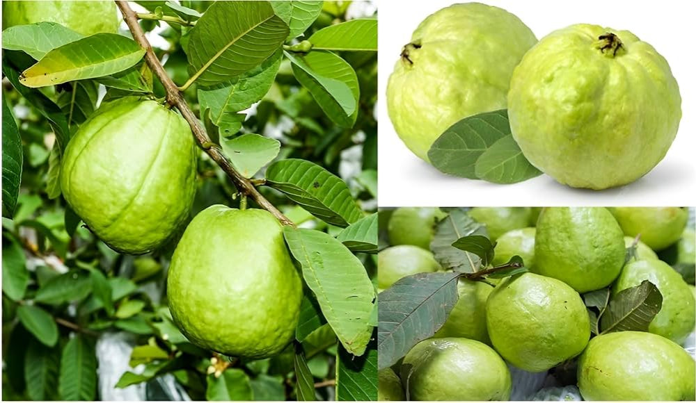 Hisar Pink Guava Air Layered Healthy Fruit Plant