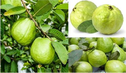 Hisar Pink Guava Air Layered Healthy Fruit Plant