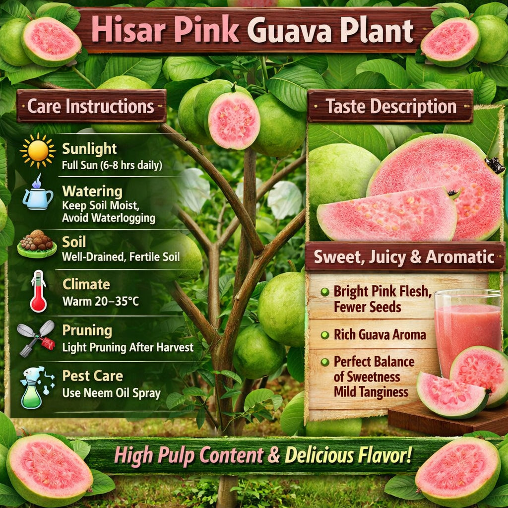 Hisar Pink Guava Air Layered Healthy Fruit Plant