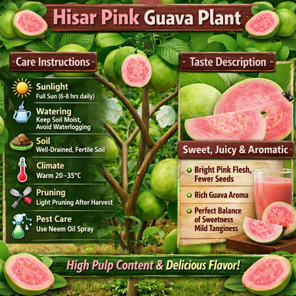 Hisar Pink Guava Air Layered Healthy Fruit Plant