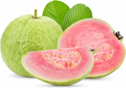 Hisar Pink Guava Air Layered Healthy Fruit Plant
