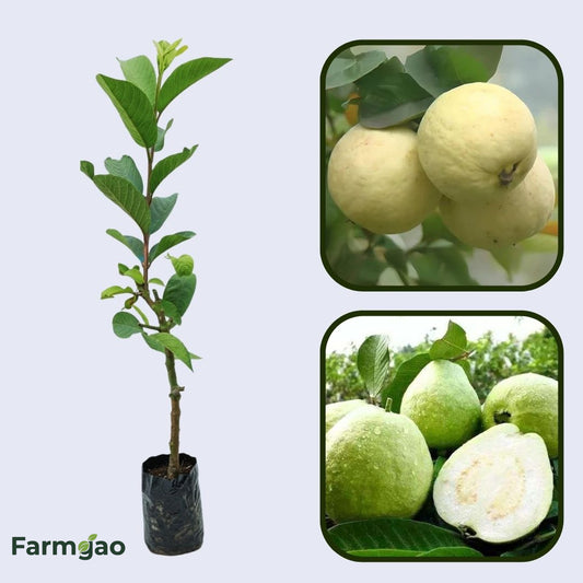 Hisar Safeda Guava Air Layered Healthy Fruit Plant