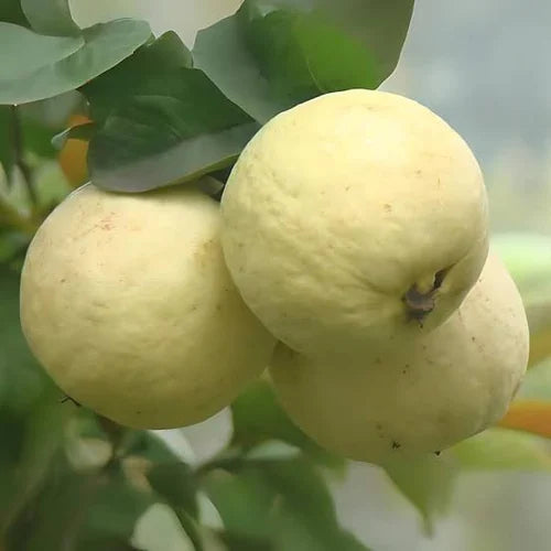 Hisar Safeda Guava Air Layered Healthy Fruit Plant