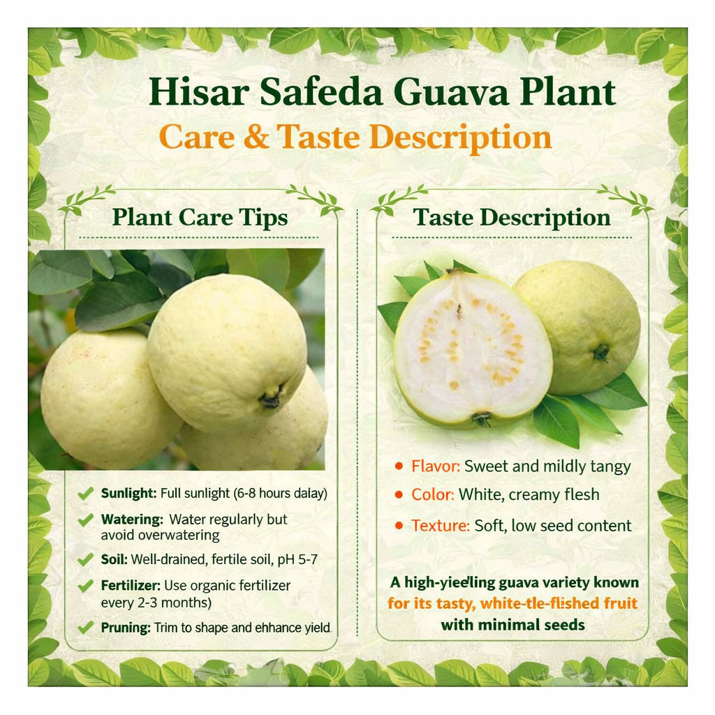 Hisar Safeda Guava Air Layered Healthy Fruit Plant