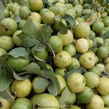 Hisar Safeda Guava Air Layered Healthy Fruit Plant