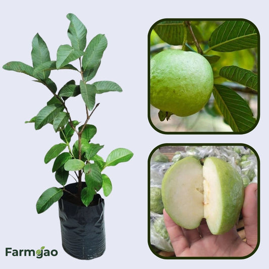 Hisar Seedless Guava Air Layered Healthy Fruit Plant