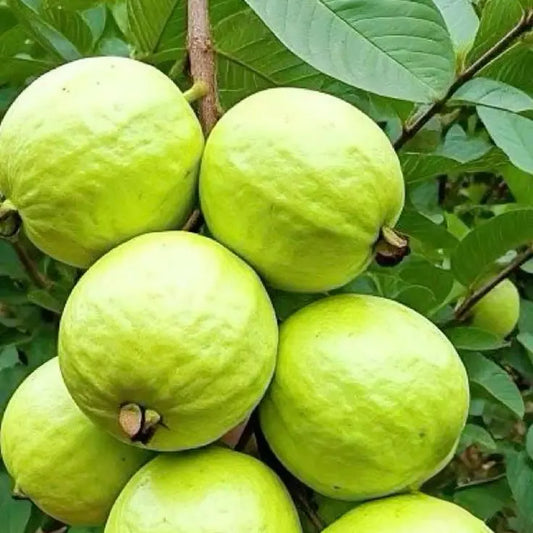 Hisar Seedless Guava Air Layered Healthy Fruit Plant
