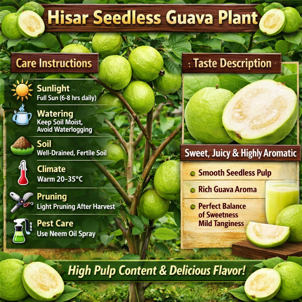 Hisar Seedless Guava Air Layered Healthy Fruit Plant